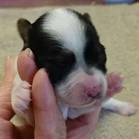 Claire, a female Yorkshire Terrier for sale in Colcord, OK – Photo 1 of 7