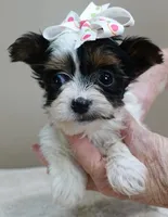 Claire aka the joker 19 ounces, a female Yorkshire Terrier for sale in Colcord, OK – Photo 8 of 10