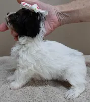 Claire aka the joker 19 ounces, a female Yorkshire Terrier for sale in Colcord, OK – Photo 4 of 10