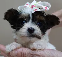 Claire aka the joker 19 ounces, a female Yorkshire Terrier for sale in Colcord, OK – Photo 7 of 10