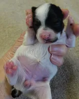 Claire, a female Yorkshire Terrier for sale in Colcord, OK – Photo 6 of 7