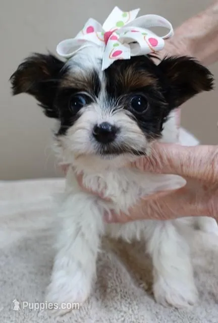 Claire aka the joker 19 ounces – Yorkshire Terrier puppy for sale in Colcord, OK