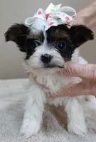 Claire aka the joker 19 ounces, a female Yorkshire Terrier for sale in Colcord, OK – Photo 1 of 10