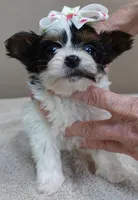 Claire aka the joker 19 ounces, a female Yorkshire Terrier for sale in Colcord, OK – Photo 3 of 10