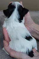 Claire aka the joker, a female Yorkshire Terrier for sale in Colcord, OK – Photo 8 of 8