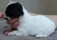 Claire aka the joker, a female Yorkshire Terrier for sale in Colcord, OK – Photo 5 of 8