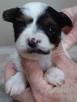 Claire aka the joker, a female Yorkshire Terrier for sale in Colcord, OK – Photo 7 of 8