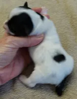 Claire, a female Yorkshire Terrier for sale in Colcord, OK – Photo 7 of 7