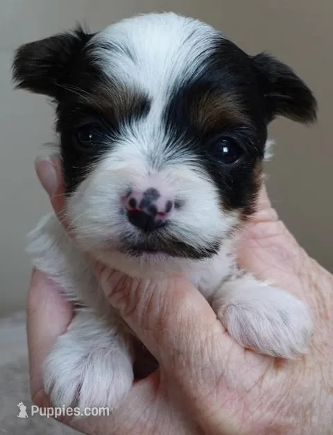 Claire – Yorkshire Terrier puppy for sale in Colcord, OK