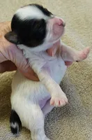 Claire, a female Yorkshire Terrier for sale in Colcord, OK – Photo 2 of 7