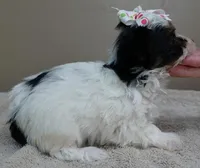 Claire aka the joker 19 ounces, a female Yorkshire Terrier for sale in Colcord, OK – Photo 5 of 10