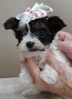 Claire aka the joker 19 ounces, a female Yorkshire Terrier for sale in Colcord, OK – Photo 6 of 10