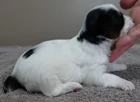 Claire aka the joker, a female Yorkshire Terrier for sale in Colcord, OK – Photo 6 of 8