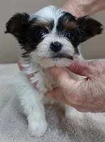 Claire aka the joker 19 ounces, a female Yorkshire Terrier for sale in Colcord, OK – Photo 2 of 10