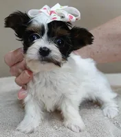 Claire aka the joker 19 ounces, a female Yorkshire Terrier for sale in Colcord, OK – Photo 9 of 10