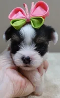 Kiva 14 ounces, a female Yorkshire Terrier for sale in Colcord, OK – 8 of 10