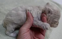 Aggie 10 ounces , a female Maltipoo for sale in Colcord, OK – 5 of 10