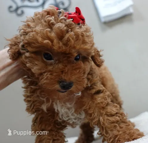 Deep Red – Poodle - Toy  puppy for sale in Colcord, OK