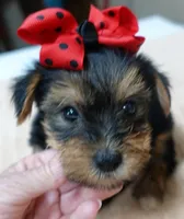 Ziggy 2 lbs 1 ounce, a male Yorkshire Terrier for sale in Colcord, OK – 7 of 10