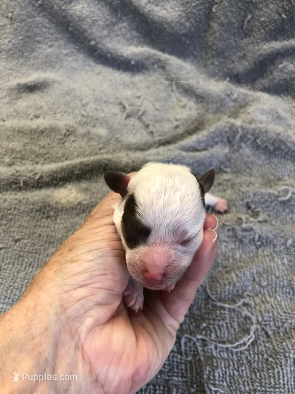 Maggie mae – Poodle - Toy  puppy for sale in Colcord, OK
