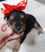 Ziggy 1 lb 5 ounces, a male Yorkshire Terrier for sale in Colcord, OK – 7 of 10