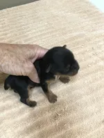 Oakley, a male Yorkshire Terrier for sale in Colcord, OK – 7 of 9