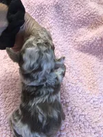 Ledger APRI, a male Poodle - Toy  for sale in Colcord, OK – 2 of 9
