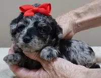 Mirlo rare blue merle, a male Poodle - Toy  for sale in Colcord, OK – 5 of 10