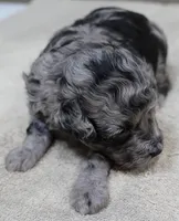 Stanley 1 lb 4 ozs, a male Poodle - Toy  for sale in Colcord, OK – 2 of 10