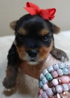 Peyton, a male Yorkshire Terrier for sale in Colcord, OK – 4 of 10