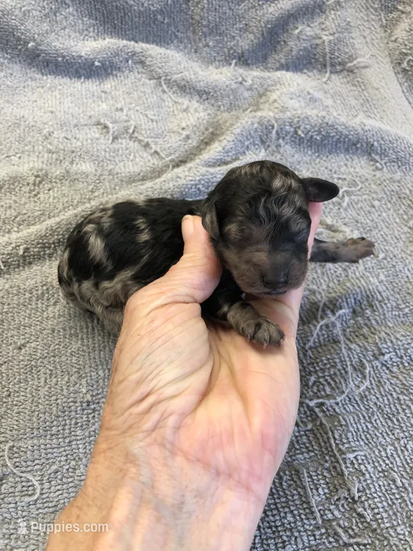 Milo – Poodle - Toy  puppy for sale in Colcord, OK