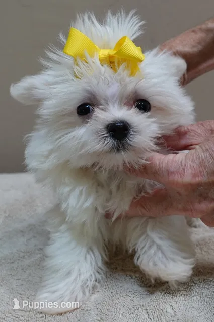 1.3 LBS MICRO TEACUP – Maltese puppy for sale in Colcord, OK