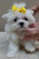 1.3 LBS MICRO TEACUP, a male Maltese for sale in Colcord, OK – 1 of 10