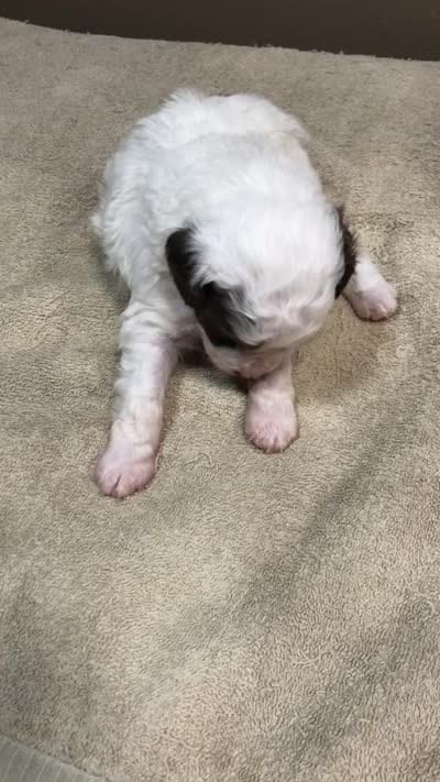 Maggie mae chocolate parti, a female Poodle - Toy  for sale in Colcord, OK – 10 of 10