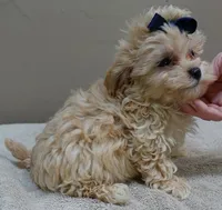 Harlan TEACUP 18 ounces, a male Maltipoo for sale in Colcord, OK – 6 of 10