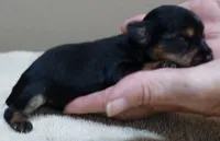Koda 6 7/8 ounces, a male Yorkshire Terrier for sale in Colcord, OK – 4 of 6