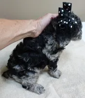 Mirlo blue merle, a male Poodle - Toy  for sale in Colcord, OK – 8 of 10