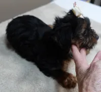 huge lover dog door trained , a female Yorkshire Terrier for sale in Colcord, OK – 2 of 10