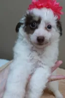 Maggie mae chocolate parti, a female Poodle - Toy  for sale in Colcord, OK – 6 of 10