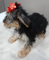 Ziggy door potty trained, a male Yorkshire Terrier for sale in Colcord, OK – 9 of 10