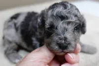Stanley 1 lb 4 ozs, a male Poodle - Toy  for sale in Colcord, OK – 8 of 10