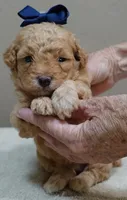 Loki dark red, a male Poodle - Toy  for sale in Colcord, OK – 4 of 10