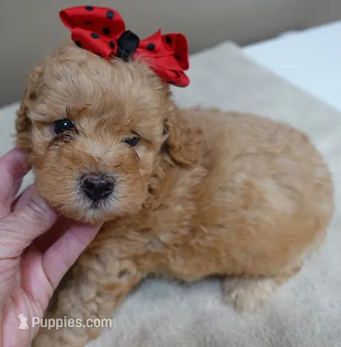 Loki dark red – Poodle - Toy  puppy for sale in Colcord, OK