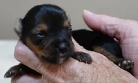 Teacup Bailey 6 3/4 ounces, a female Yorkshire Terrier for sale in Colcord, OK – 3 of 7
