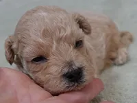 Echo, a male Maltipoo for sale in Colcord, OK – 2 of 10