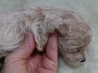 Clover 13 ounces, a female Maltipoo for sale in Colcord, OK – 3 of 10