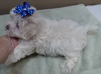 Bogie, a male Maltese for sale in Colcord, OK – 5 of 10