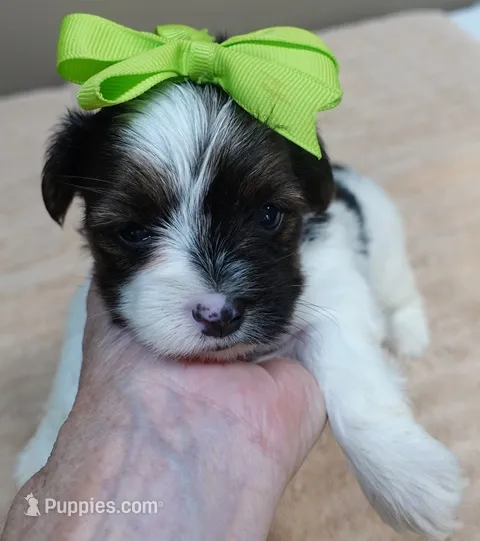 Eli parti – Yorkshire Terrier puppy for sale in Colcord, OK