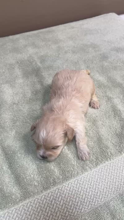 Poppy 13 ounces, a female Maltipoo for sale in Colcord, OK – 10 of 10