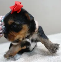 Peyton, a male Yorkshire Terrier for sale in Colcord, OK – 8 of 10